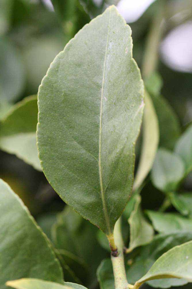                   Unifoliolate leaf (Cook, Riverside,   CA)       